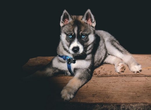 Agouti Husky