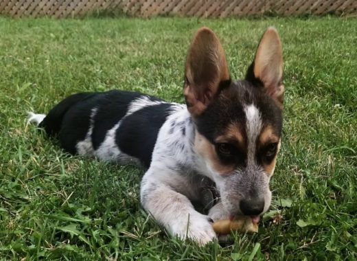 Cowboy Corgi