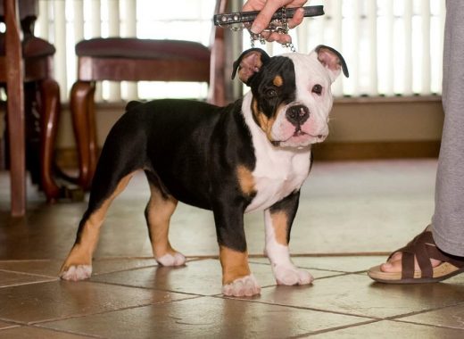 Pacific Bulldog