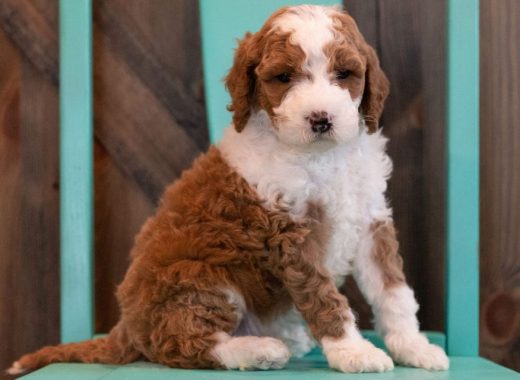 F1BB Goldendoodle