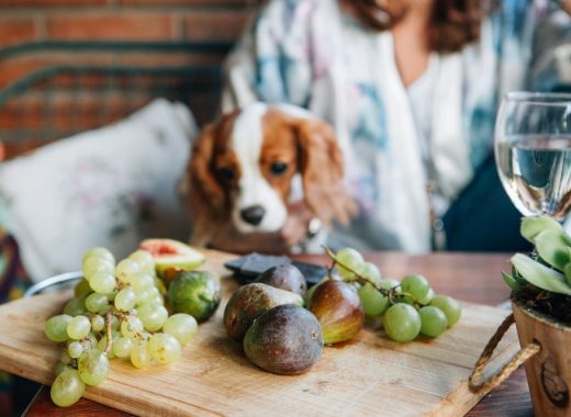 can dogs eat prunes