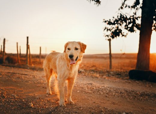 Golden Retriever Mix