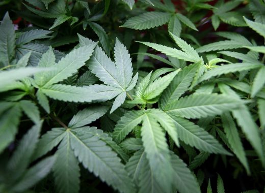 Everything You Need To Know About Weeds