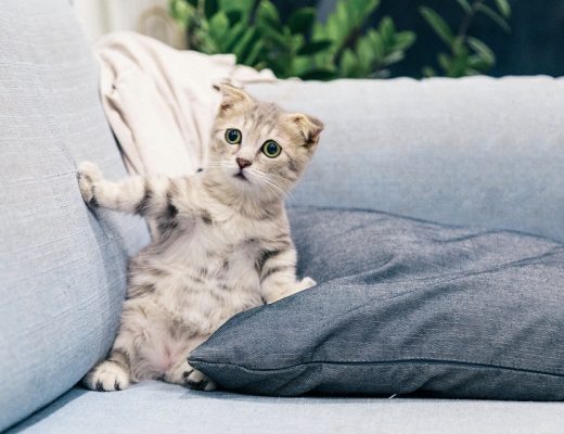 Cat Facts That Might Surprise You