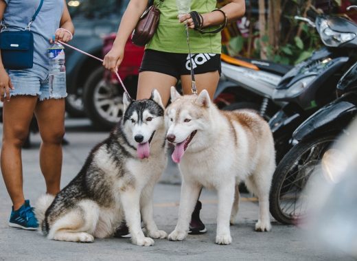 Dog Breeds That Will Help You Get Fit