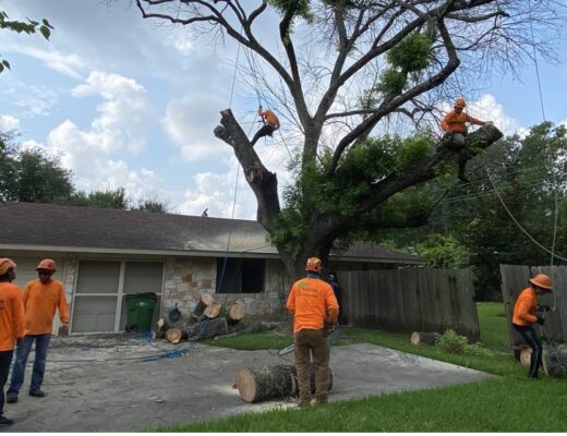 The Importance Of Professional Tree Removal
