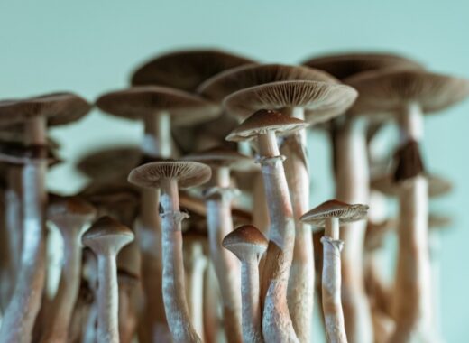 Welcome To Psilocybin Reality