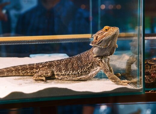 Elderly Reptile Care