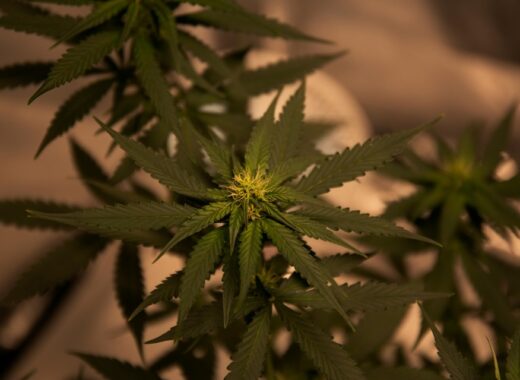 Cannabis Safely For Medical Purposes