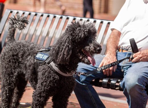 Poodles Be Service Dogs