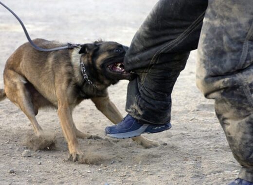 Choosing The Right Dog Bite Attorney