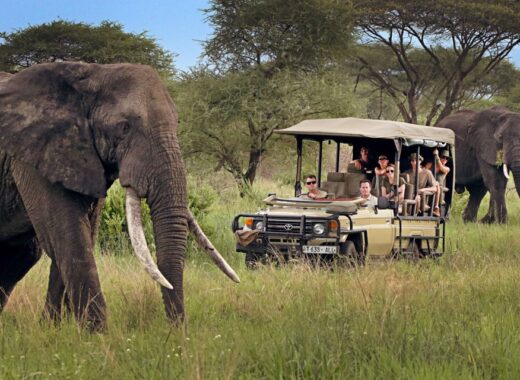 Tanzanian Safari
