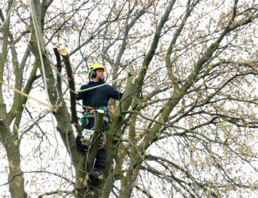 Why Hiring A Tree Expert Matters More Than You Think