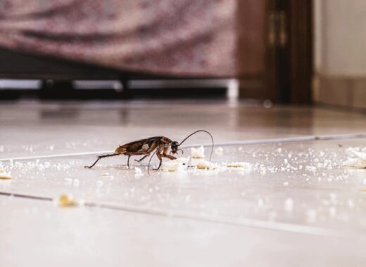 How Regular Cockroach Inspections Prevent Health Risks