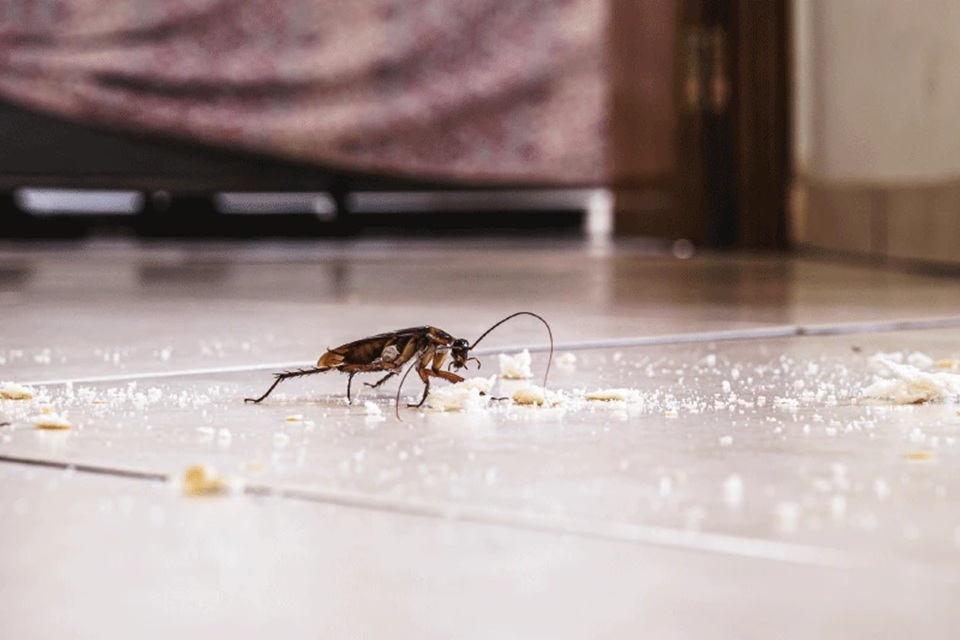 How Regular Cockroach Inspections Prevent Health Risks