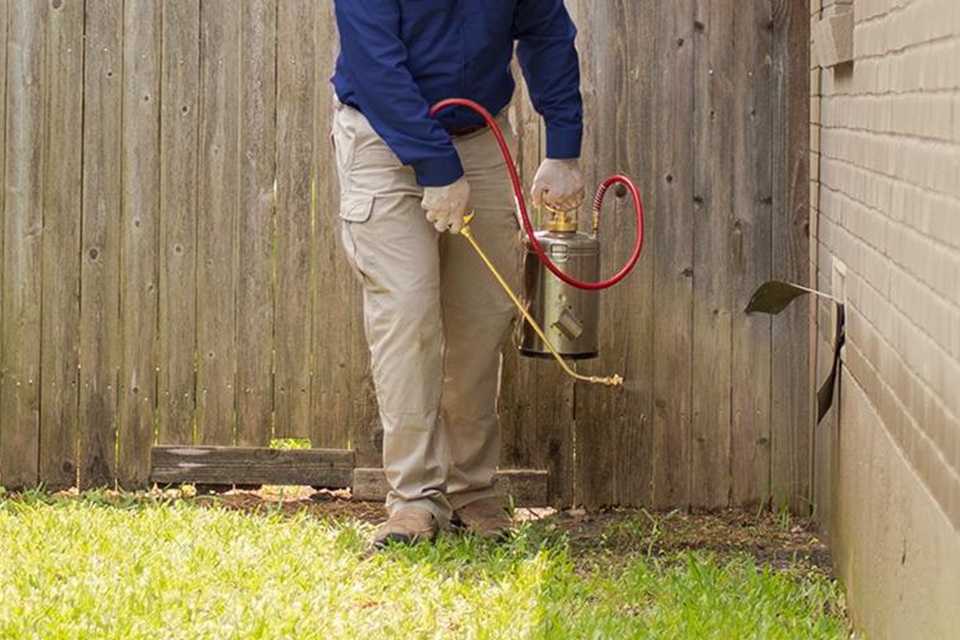 Pest Control For Homeowners